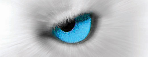 eye: 